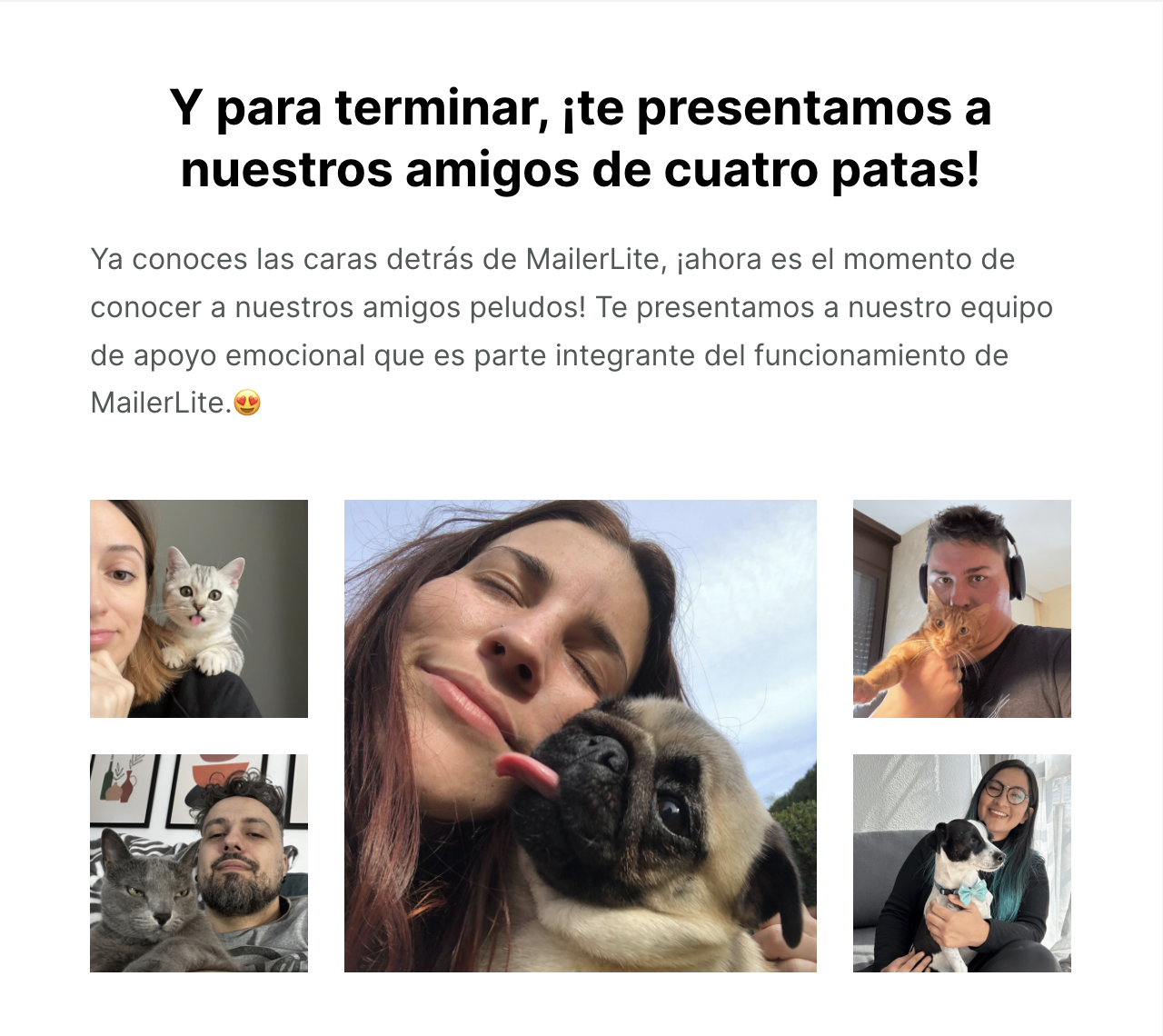 Ideas de newsletter con fotos de mascotas